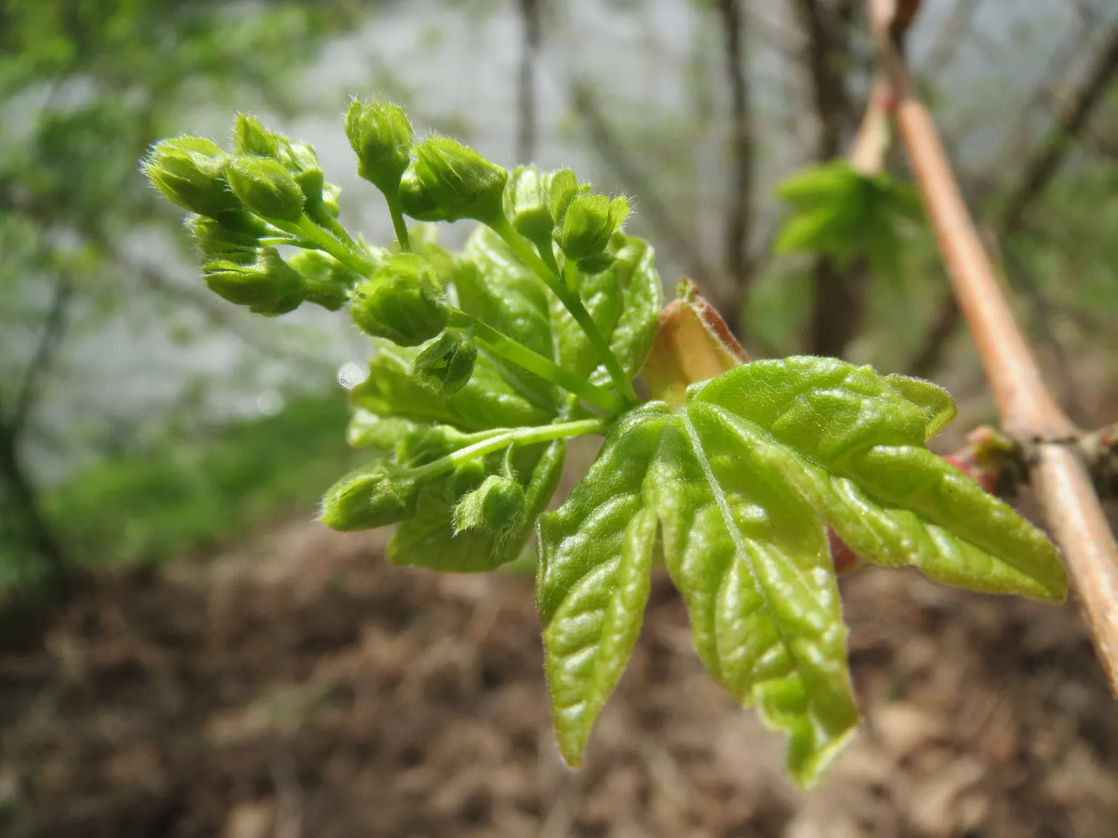 Hedge Maple (Acer Campestre) — Hedge Maple (Acer campestre) is a resilient deciduous tree; adaptable to various soils; full sun to partial shade, image 49
