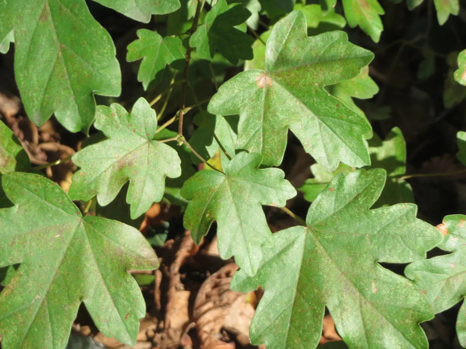 Hedge Maple (Acer Campestre) — adding seasonal interest to the landscape.<br><br>Of low maintenance