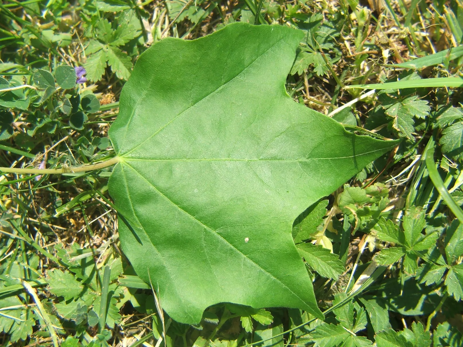 Hedge Maple (Acer Campestre) — Its relatively slow growth rate translates to less frequent trimming as compared to other hedge plants; this hardy, image 115