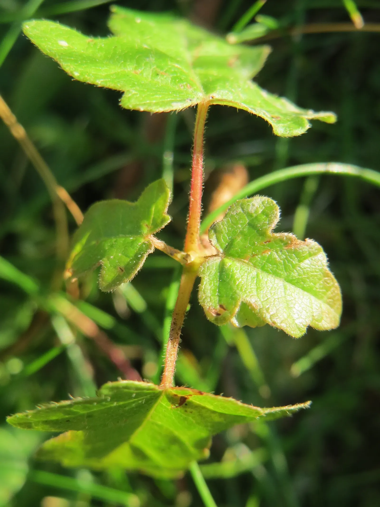 Hedge Maple (Acer Campestre) — the Hedge Maple offers landscape designers a plant that promises an aesthetic appeal with minimal upkeep; adding, image 116