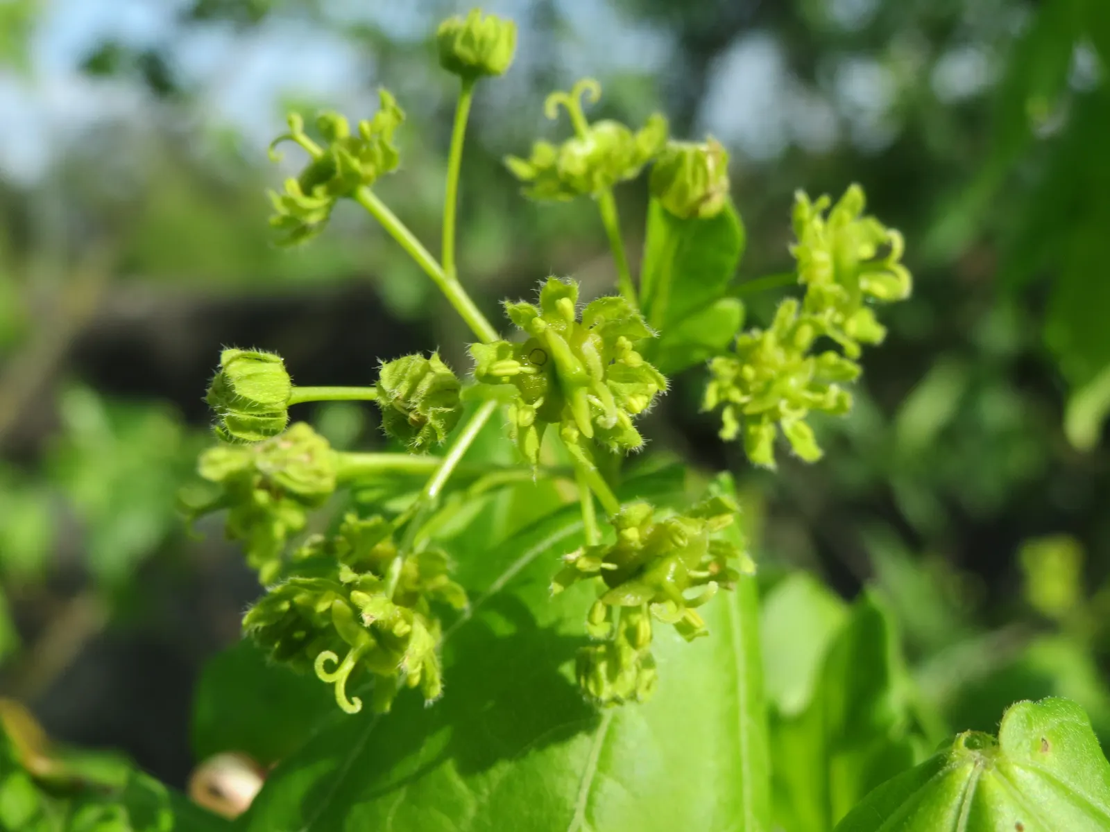 Hedge Maple (Acer Campestre) — adapting well to a wide range of soil conditions; perfect for urban areas due to its compact size and pollution tolerance