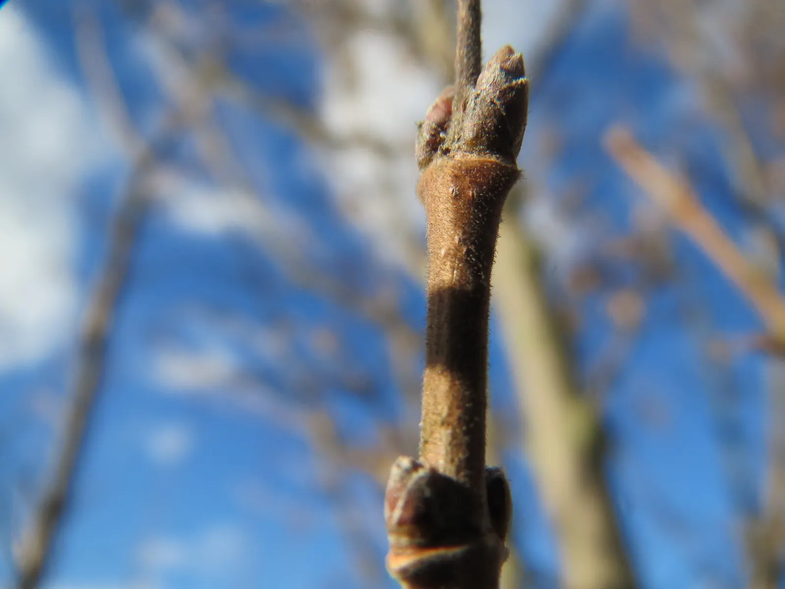 Hedge Maple (Acer Campestre) — Its relatively slow growth rate translates to less frequent trimming as compared to other hedge plants; this hardy species