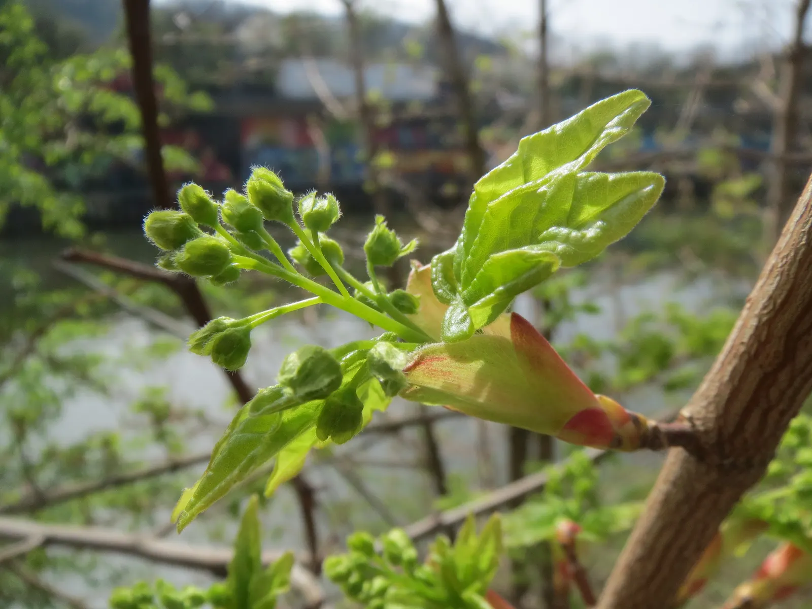 Hedge Maple (Acer Campestre) — a sterling choice for any landscape design that strives for longevity and ease of care; low maintenance and suitable, image 80