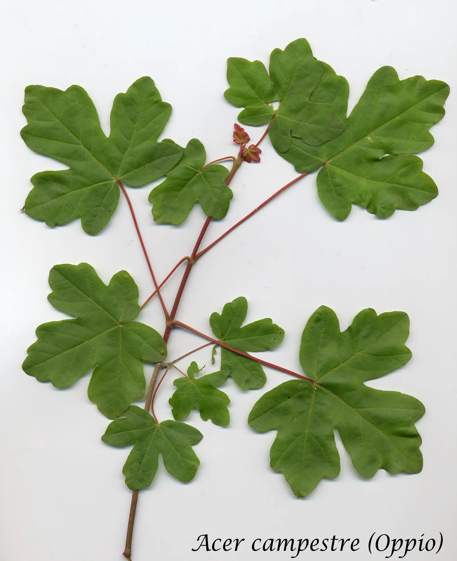 Hedge Maple (Acer Campestre) — adding seasonal interest to the landscape.<br><br>Of low maintenance; the Hedge Maple offers landscape designers a, image 65