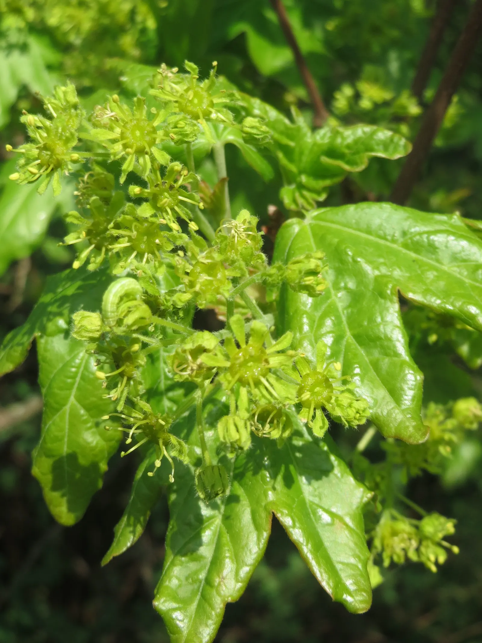 Hedge Maple (Acer Campestre) — transitioning to a charming yellow in the fall; rounded crown make it ideally suited for use as a screen or hedge