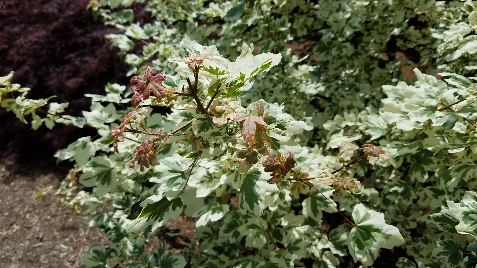 Hedge Maple (Acer Campestre) — Native to Europe and western Asia; the Hedge Maple's compact stature and dense, image 57