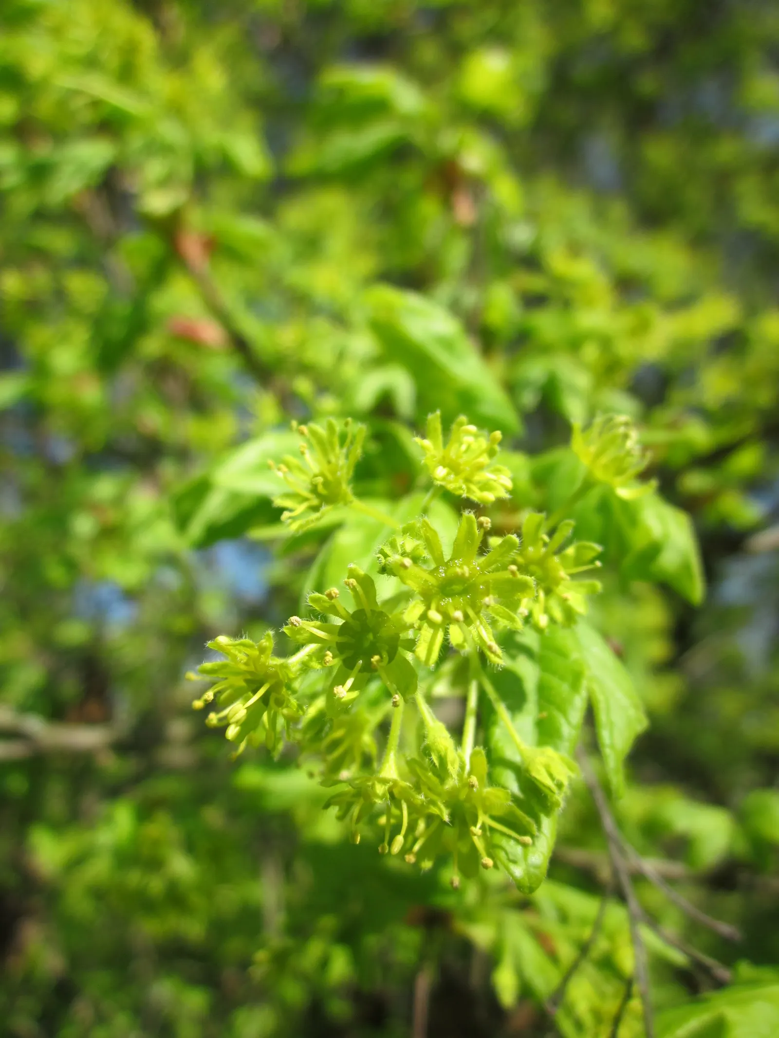 Hedge Maple (Acer Campestre) — tree for full; making it an exceptional choice for both public and private gardens, image 96