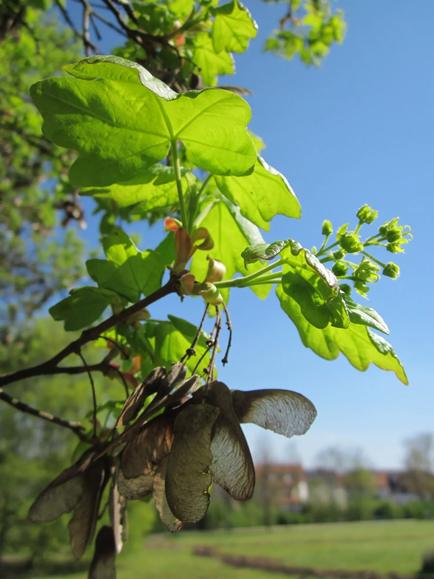 Hedge Maple (Acer Campestre) — perfect for urban areas due to its compact size and pollution tolerance; adapting well to a wide range of soil conditions