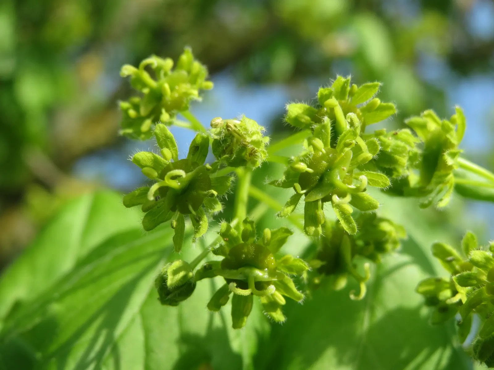 Hedge Maple (Acer Campestre) — transitioning to a charming yellow in the fall; rounded crown make it ideally suited for use as a screen or hedge, image 88