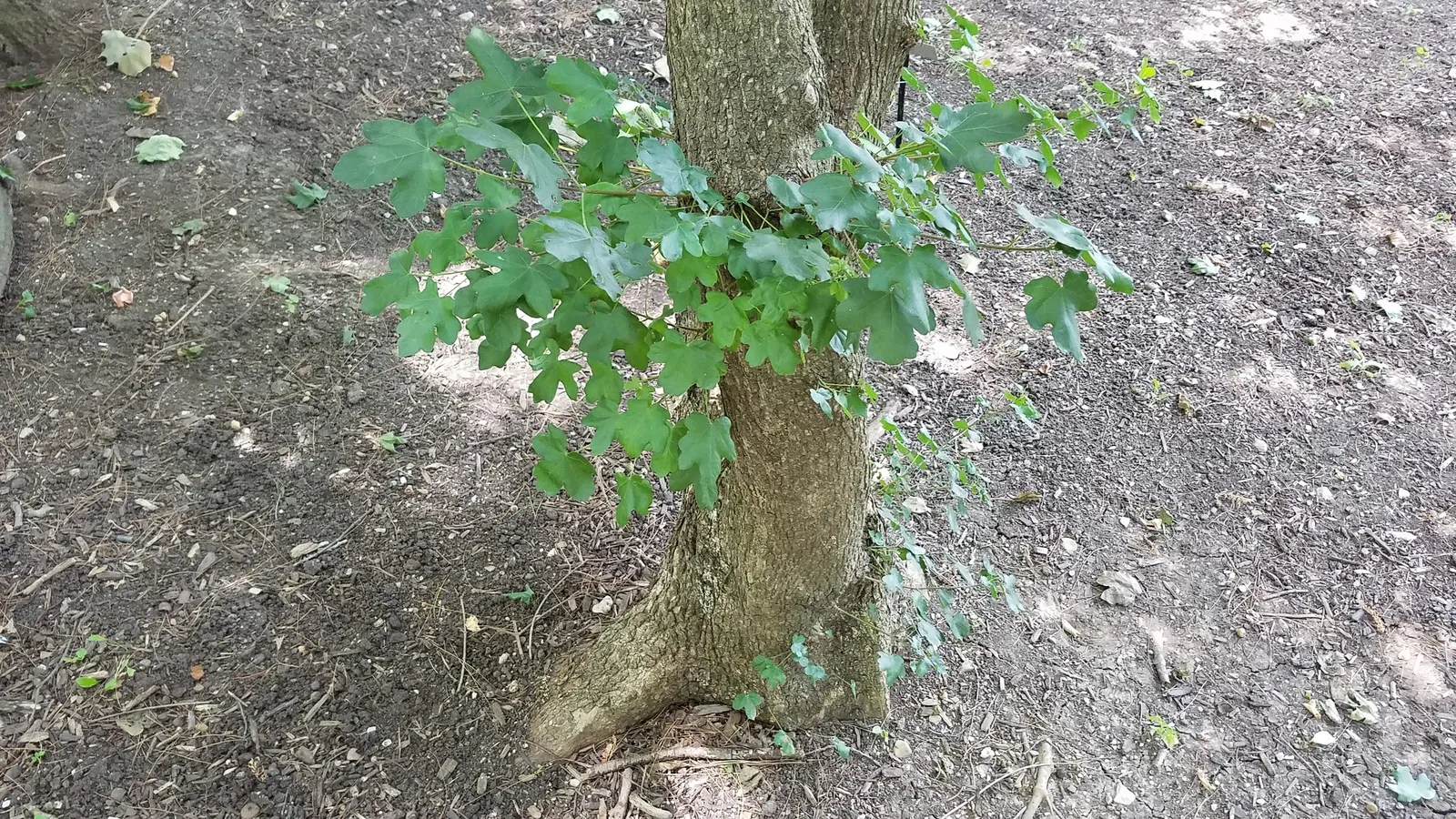 Hedge Maple (Acer Campestre) — which display a vibrant green in the growing season; scientifically recognized as Acer campestre