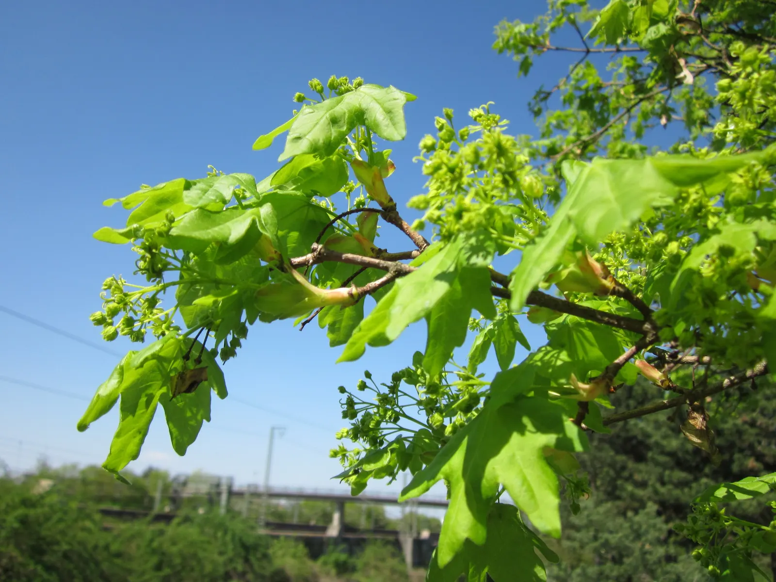 Hedge Maple (Acer Campestre) — perfect for urban areas due to its compact size and pollution tolerance