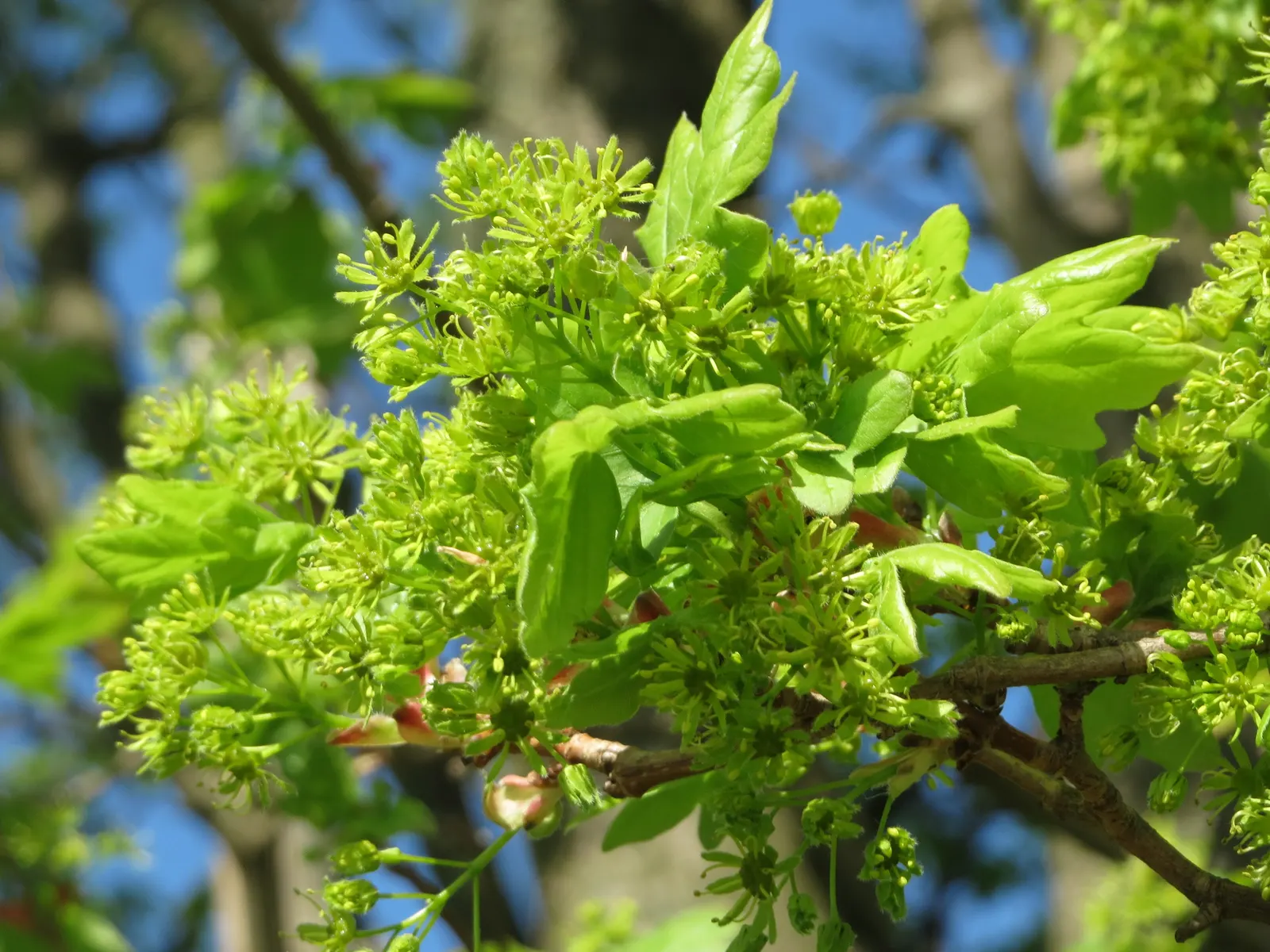 Hedge Maple (Acer Campestre) — Its relatively slow growth rate translates to less frequent trimming as compared to other hedge plants; this hardy, image 67