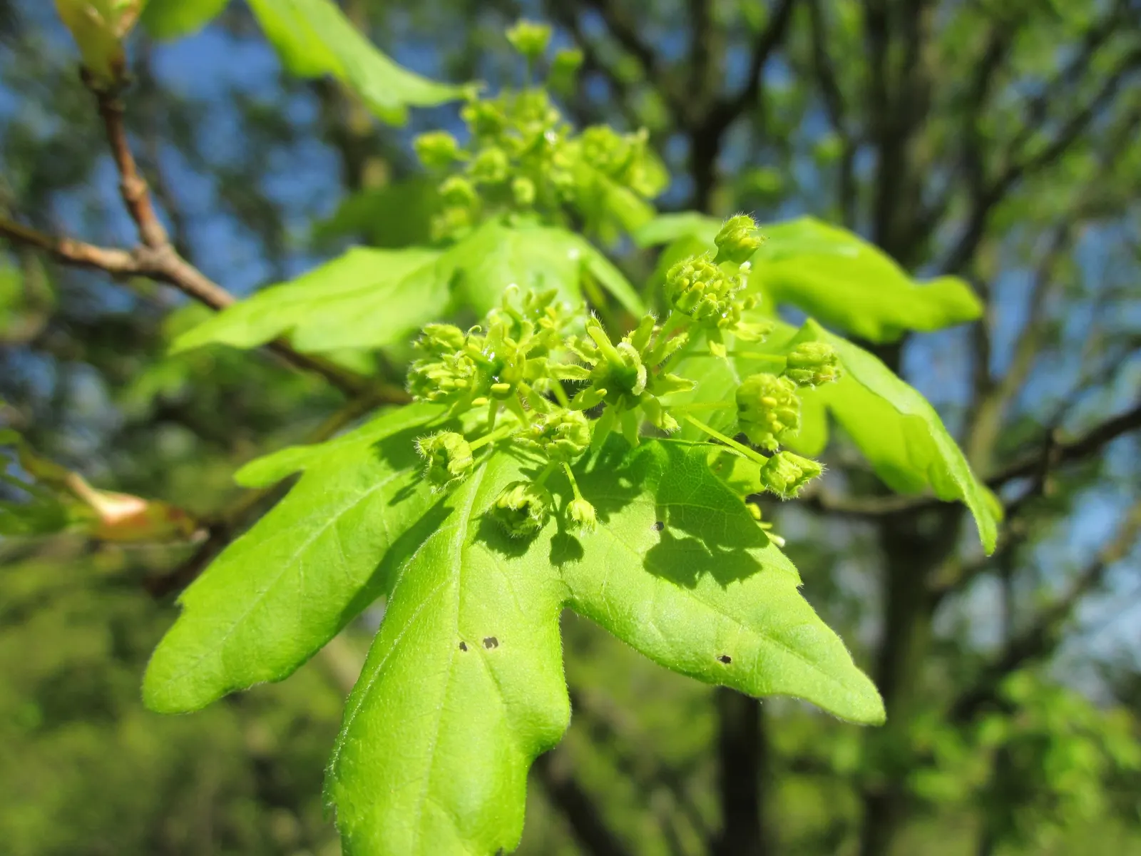 Hedge Maple (Acer Campestre) — rounded crown make it ideally suited for use as a screen or hedge