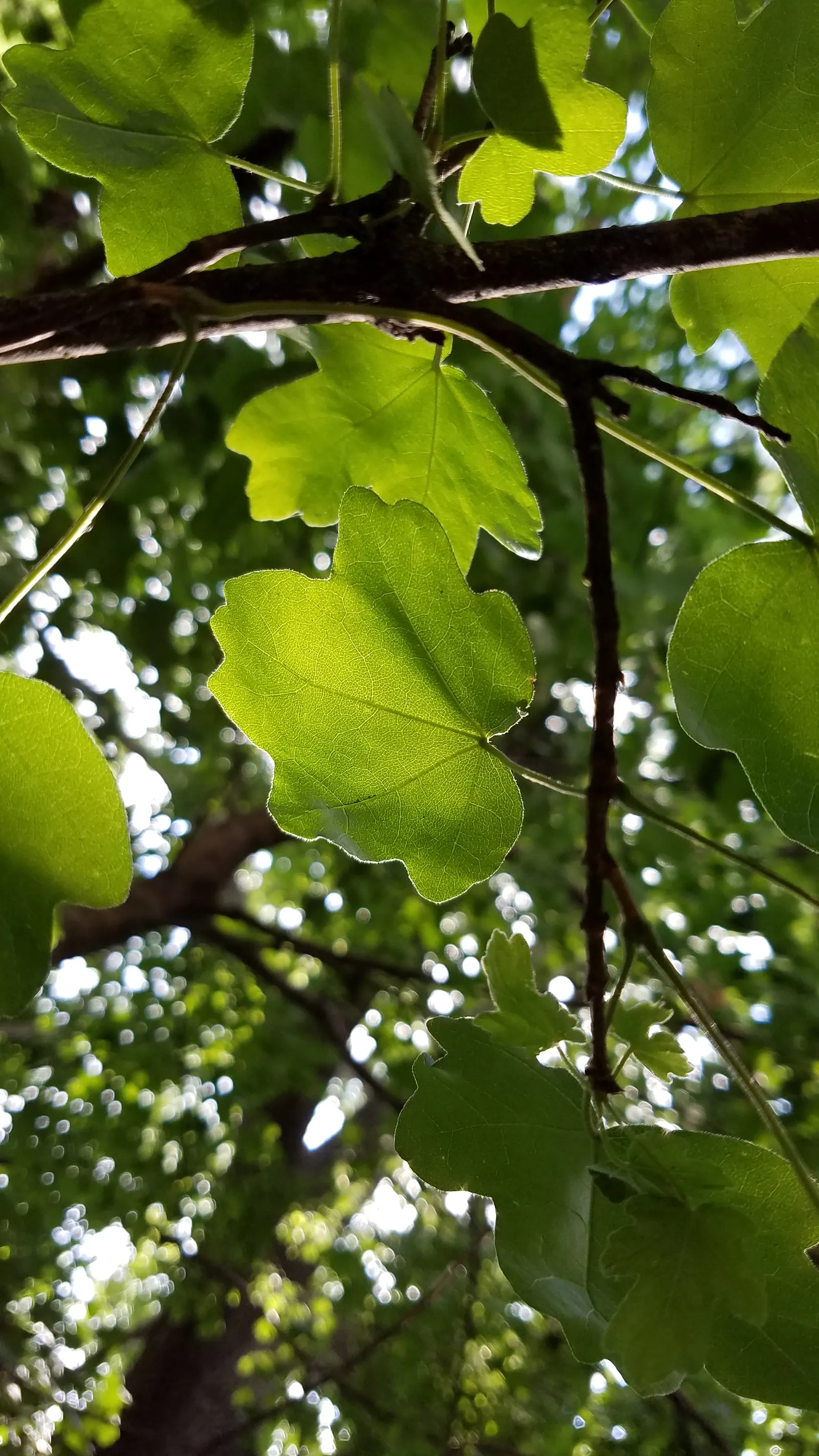 Hedge Maple (Acer Campestre) — Featuring dense, rounded canopy with small, three- to five-lobed green foliage turning yellow in fall; the Acer, image 51