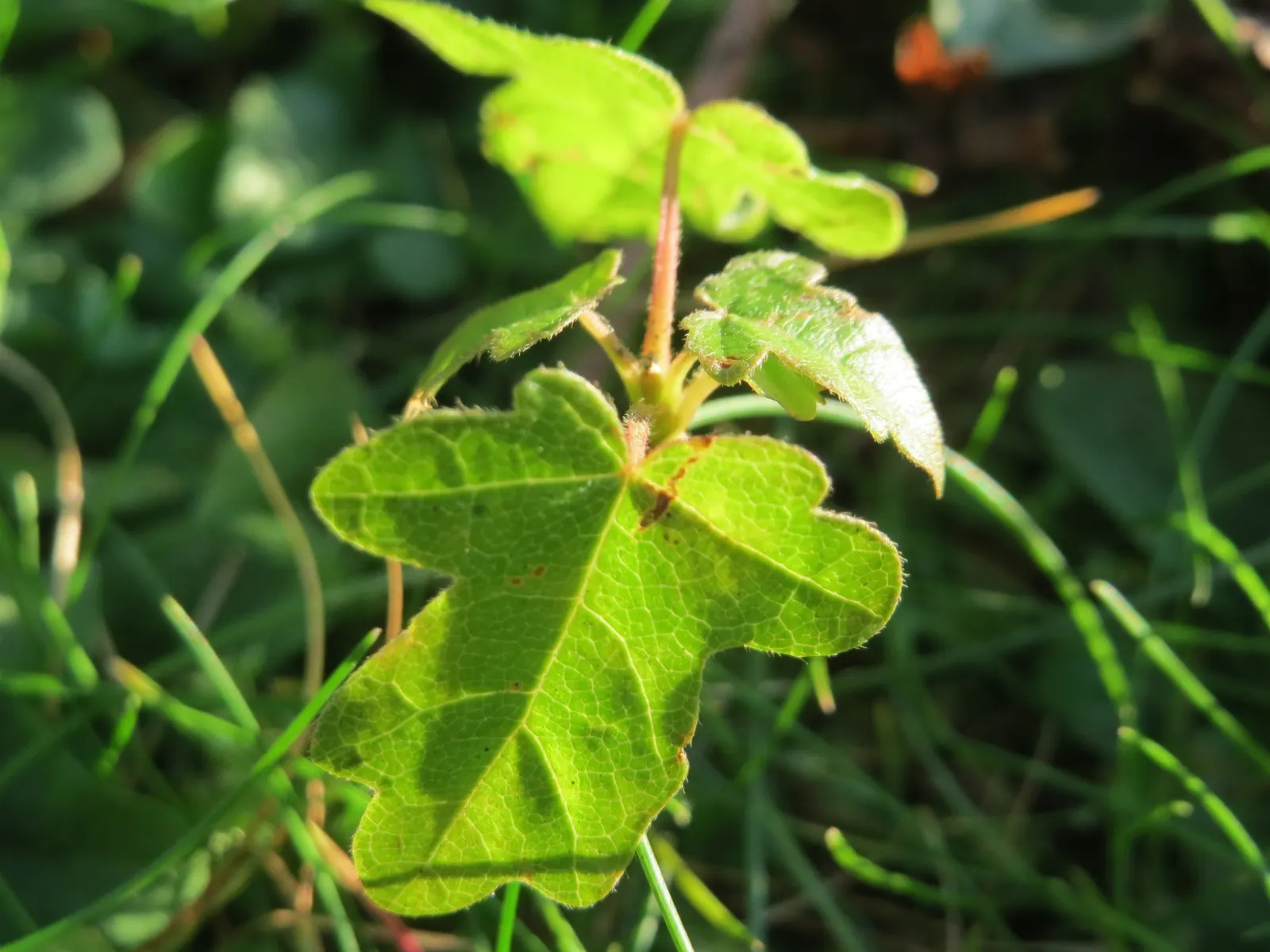 Hedge Maple (Acer Campestre) — rounded crown make it ideally suited for use as a screen or hedge; transitioning to a charming yellow in the fall, image 109