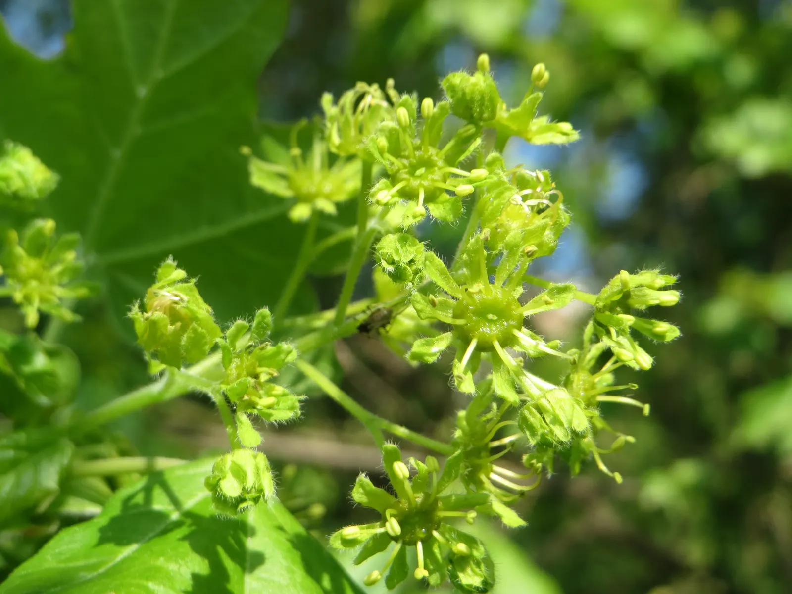 Hedge Maple (Acer Campestre) — Featuring dense, rounded canopy with small, three- to five-lobed green foliage turning yellow in fall
