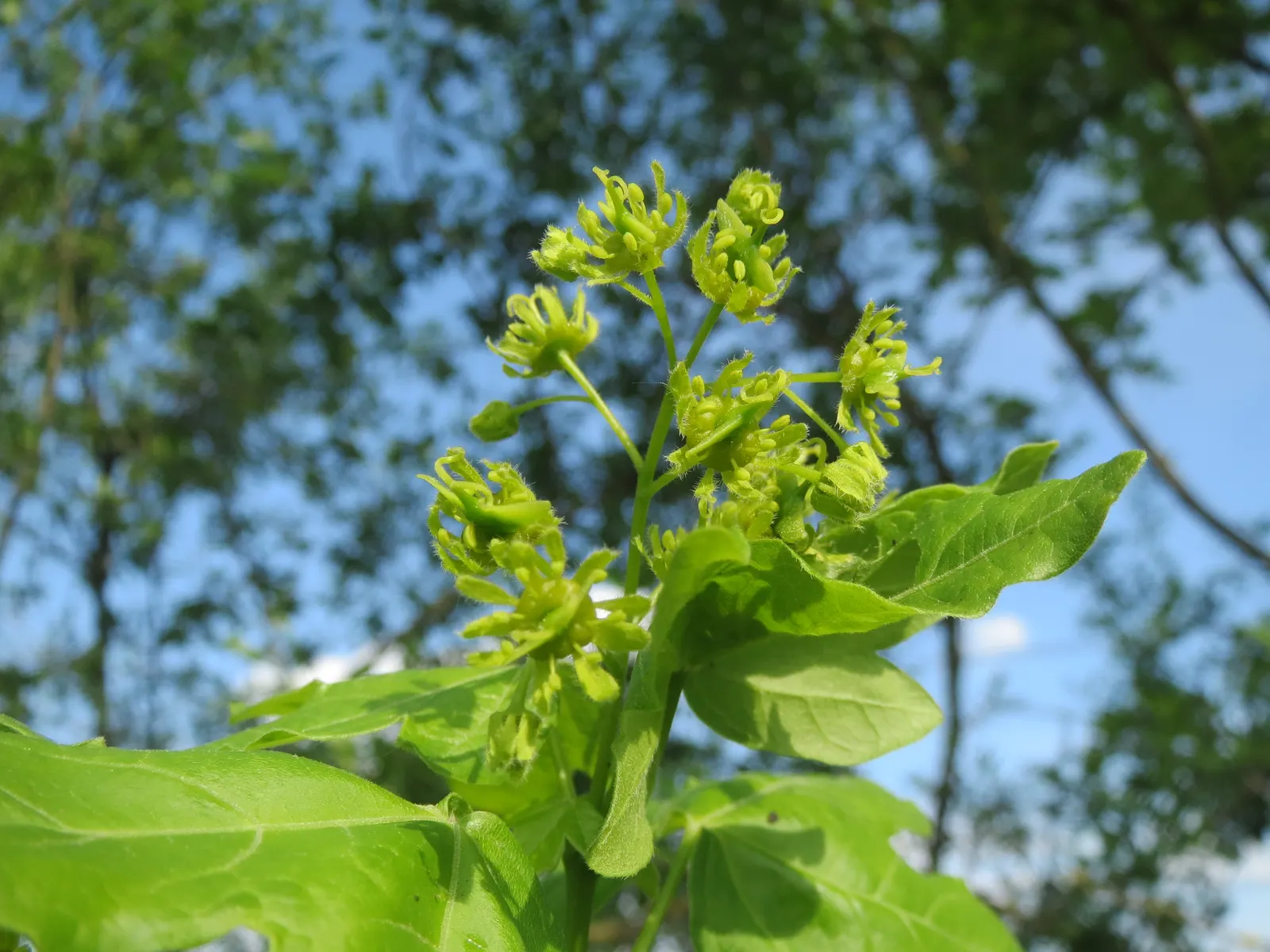 Hedge Maple (Acer Campestre) — scientifically recognized as Acer campestre; which display a vibrant green in the growing season, image 78