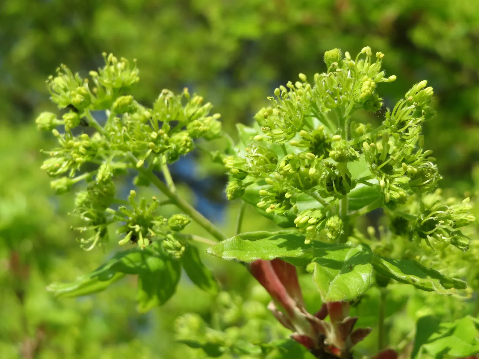 Hedge Maple (Acer Campestre) — this hardy species thrives in USDA Hardiness Zones 5 through 8; its relatively slow growth rate translates to less, image 58