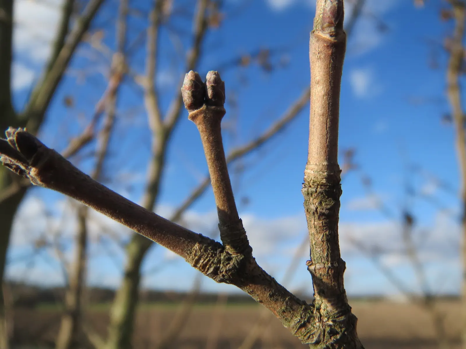 Hedge Maple (Acer Campestre) — Its relatively slow growth rate translates to less frequent trimming as compared to other hedge plants