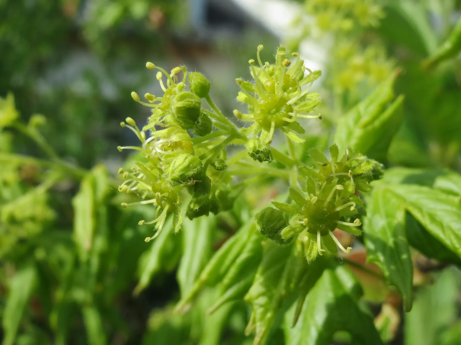 Hedge Maple (Acer Campestre) — as the common name suggests; tree with green and yellow blooms