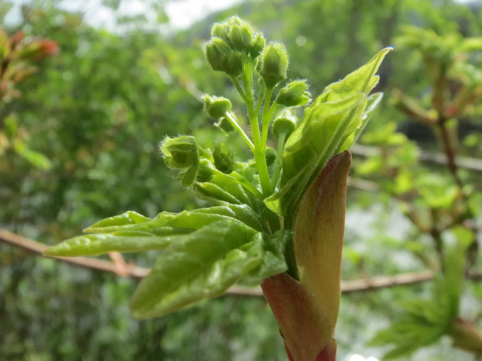 Hedge Maple (Acer Campestre) — Hedge Maple (Acer campestre) is a resilient deciduous tree; adaptable to various soils; full sun to partial shade, image 97