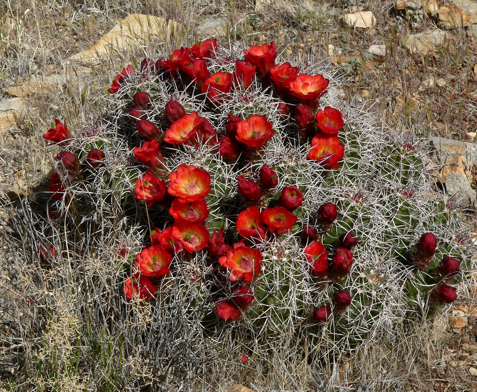 Claret Cup, Strawberry Cactus (Echinocereus Triglochidiatus) — This cacti species prides itself on its hardiness