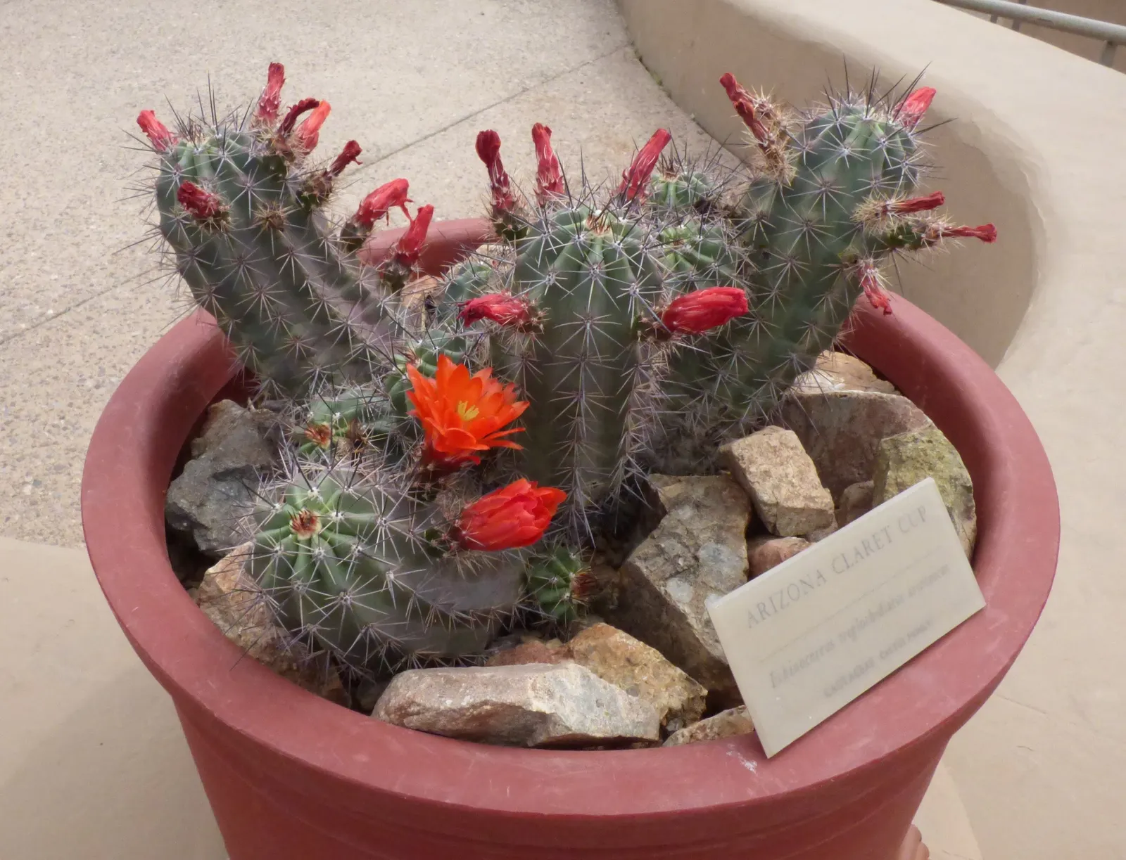 Claret Cup, Strawberry Cactus (Echinocereus Triglochidiatus) — serving both aesthetic and ecological functions; cactus / succulent for full, image 93