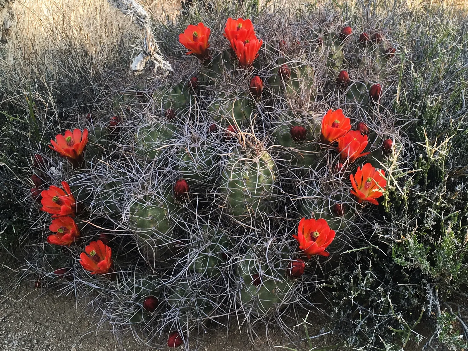 Claret Cup, Strawberry Cactus (Echinocereus Triglochidiatus) — cup-shaped flowers bloom in spring; it prefers well-draining soil