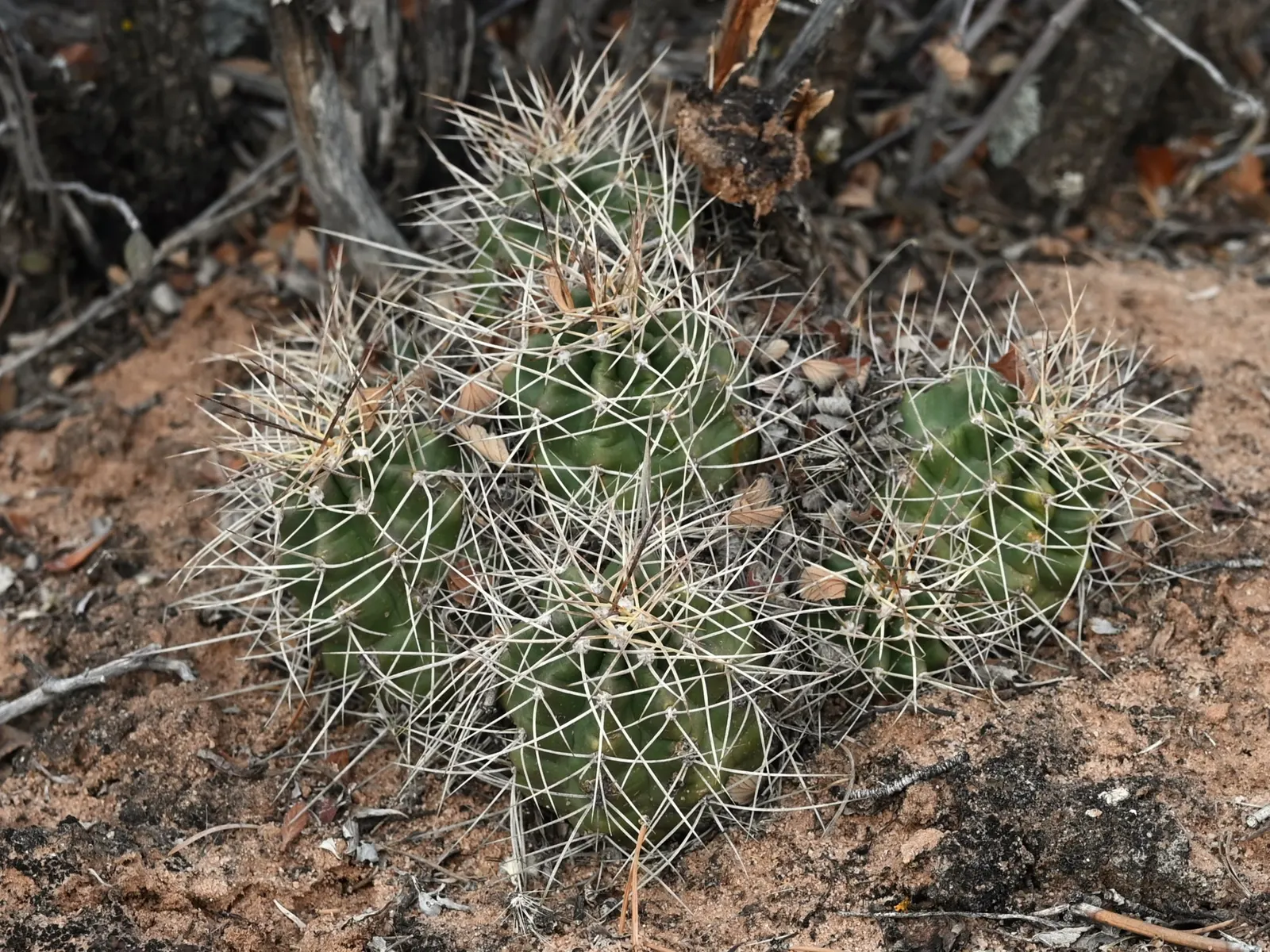 Claret Cup, Strawberry Cactus (Echinocereus Triglochidiatus) — making it perfect for low-maintenance