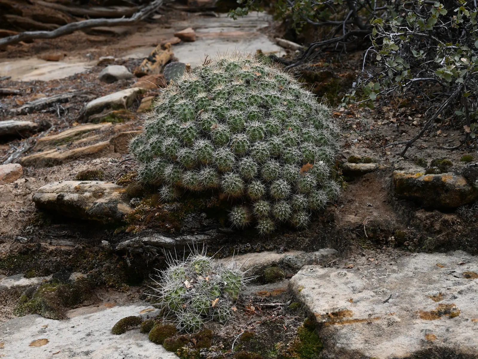 Claret Cup, Strawberry Cactus (Echinocereus Triglochidiatus) — resilient plant selection that provides seasonal color and architectural interest; additionally