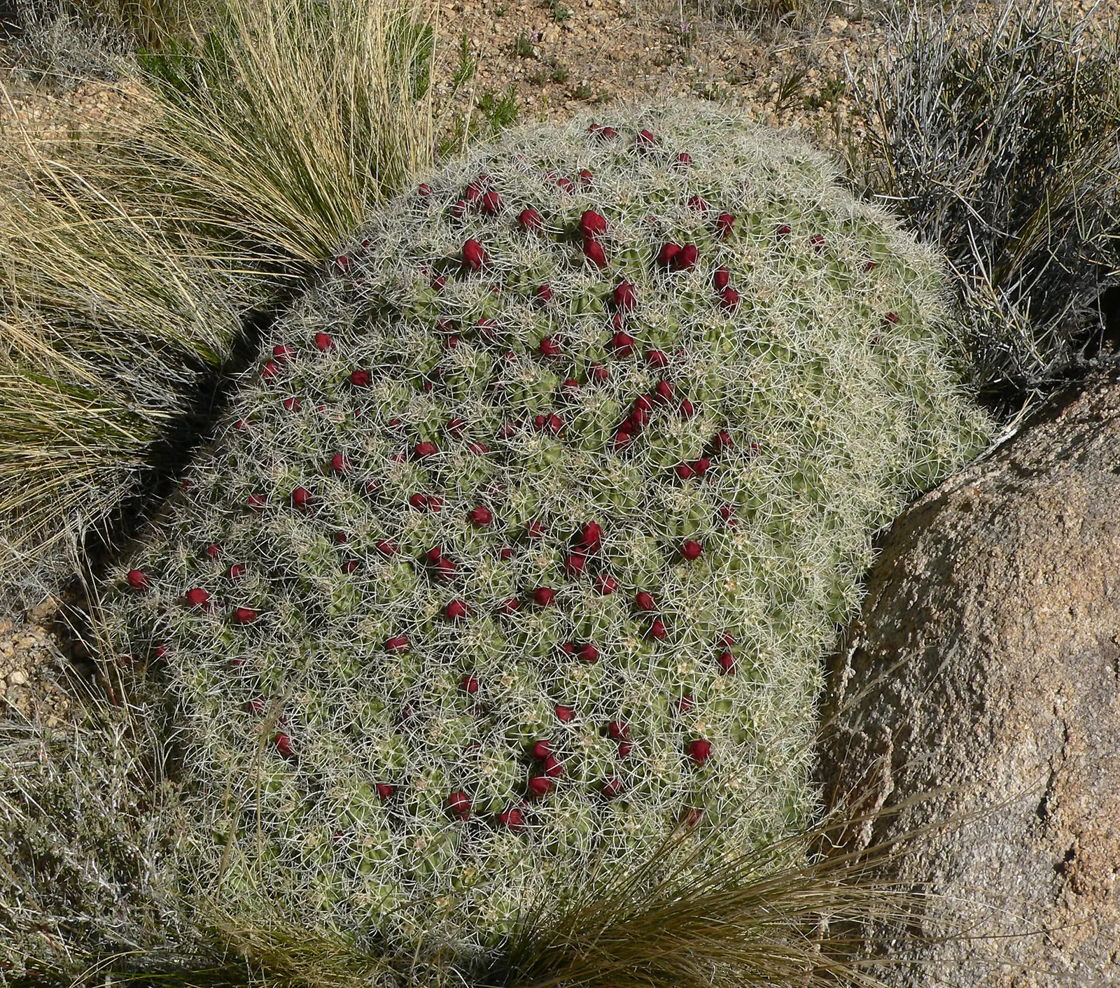 Claret Cup, Strawberry Cactus (Echinocereus Triglochidiatus) — commonly referred to as the Claret Cup or Strawberry Cactus