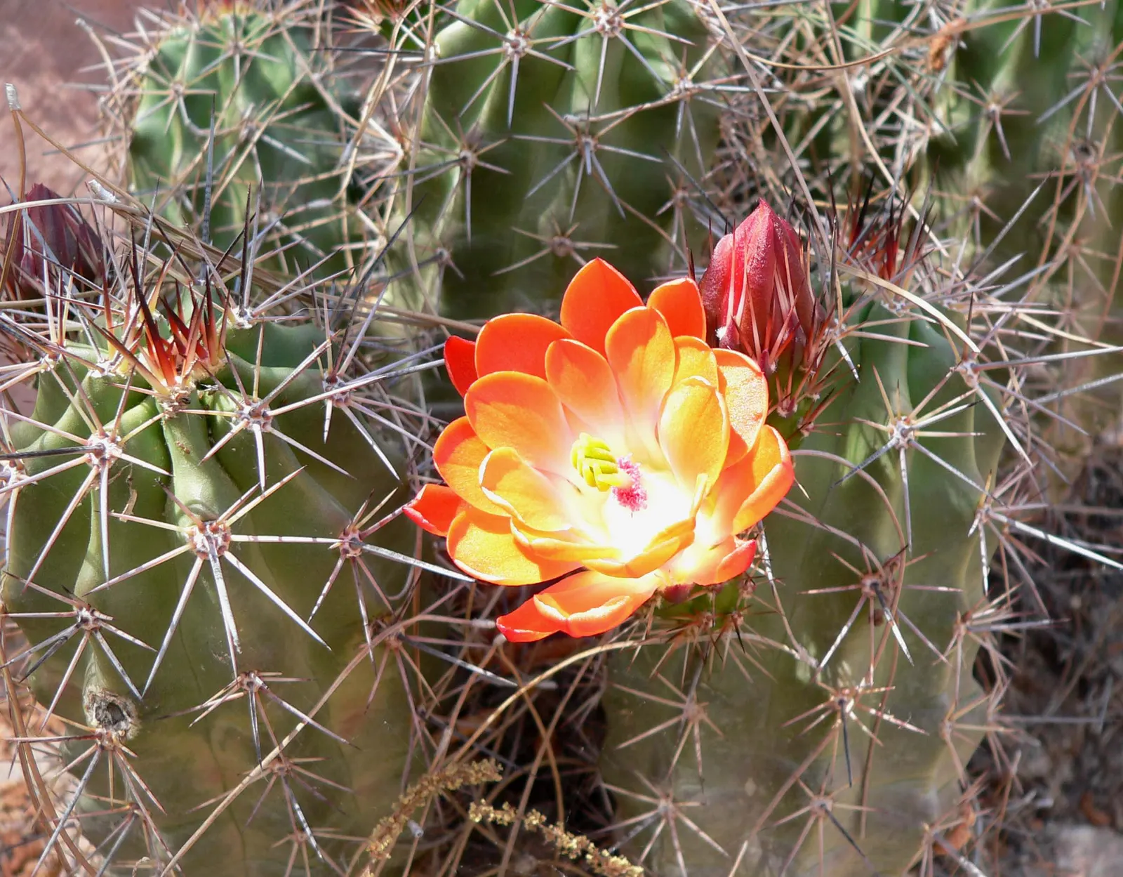 Claret Cup, Strawberry Cactus (Echinocereus Triglochidiatus) — cactus / succulent with orange blooms; ideally grown in full sun to partial shade to, image 119