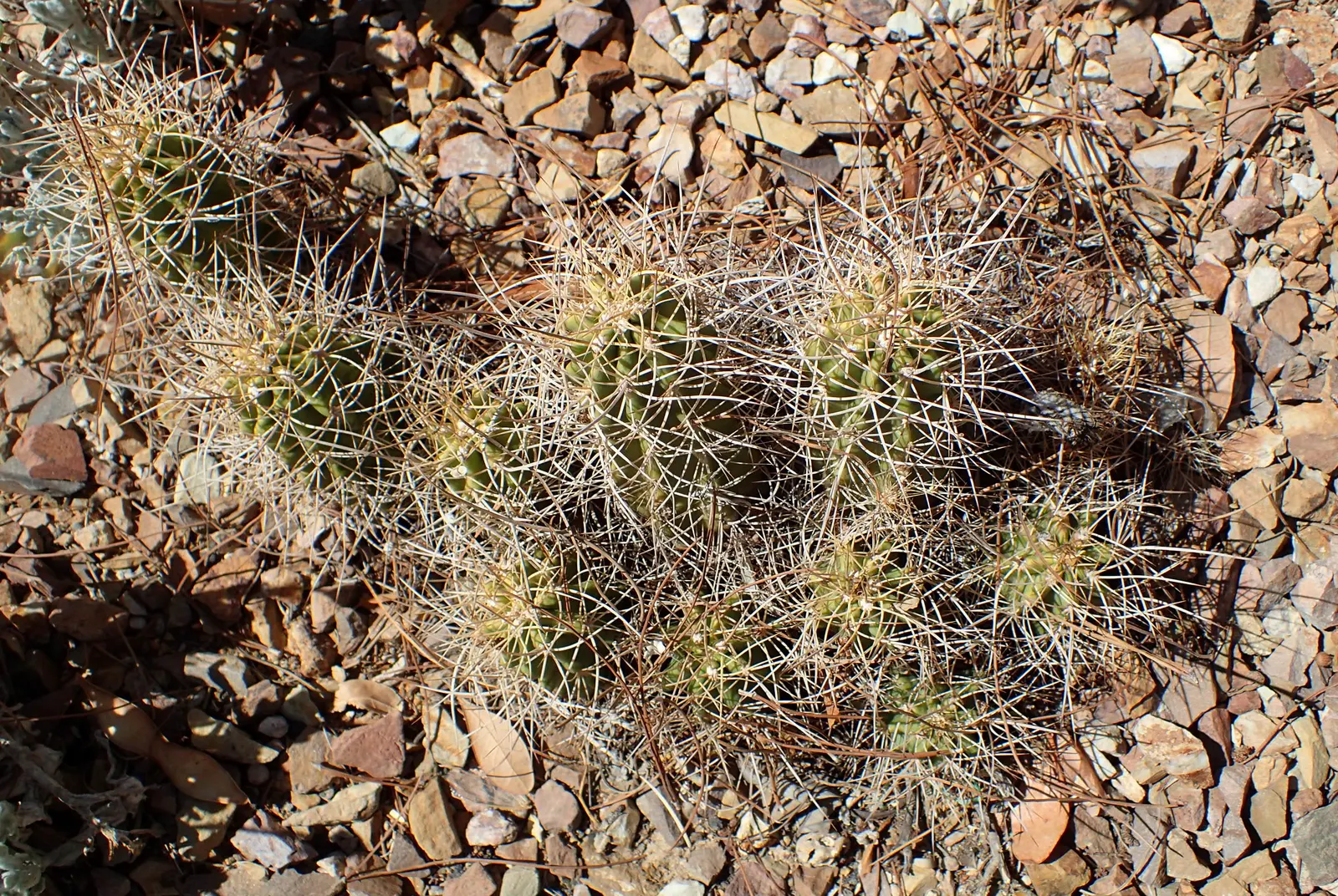 Claret Cup, Strawberry Cactus (Echinocereus Triglochidiatus) — with individual stems that can grow up to 6 inches in diameter and exceed 1 foot in, image 84