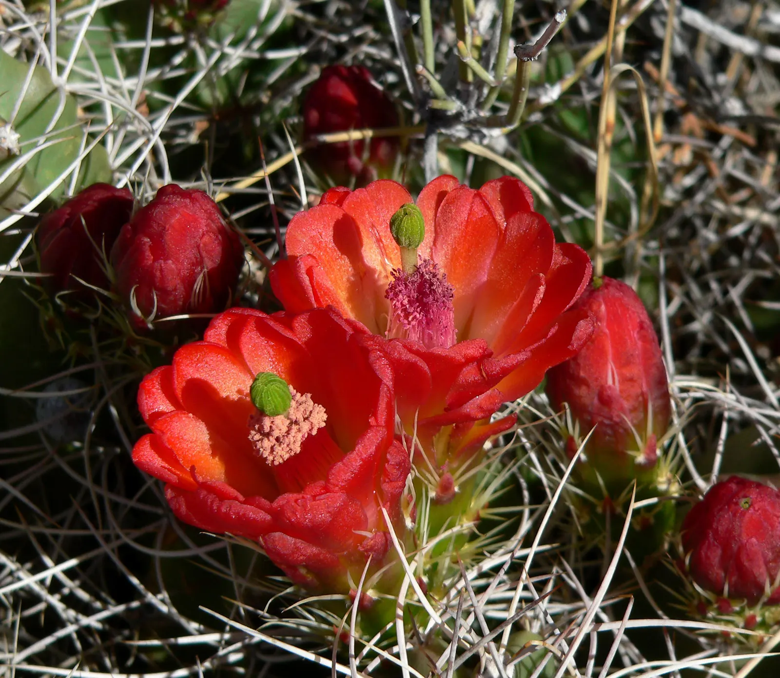 Claret Cup, Strawberry Cactus (Echinocereus Triglochidiatus) — orange flowers in the garden