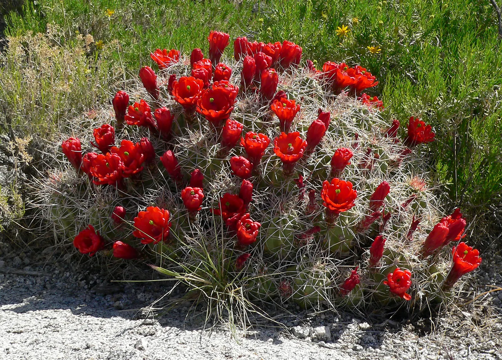 Claret Cup, Strawberry Cactus (Echinocereus Triglochidiatus) — adds a touch of desert beauty to any landscape design; making it perfect for, image 80
