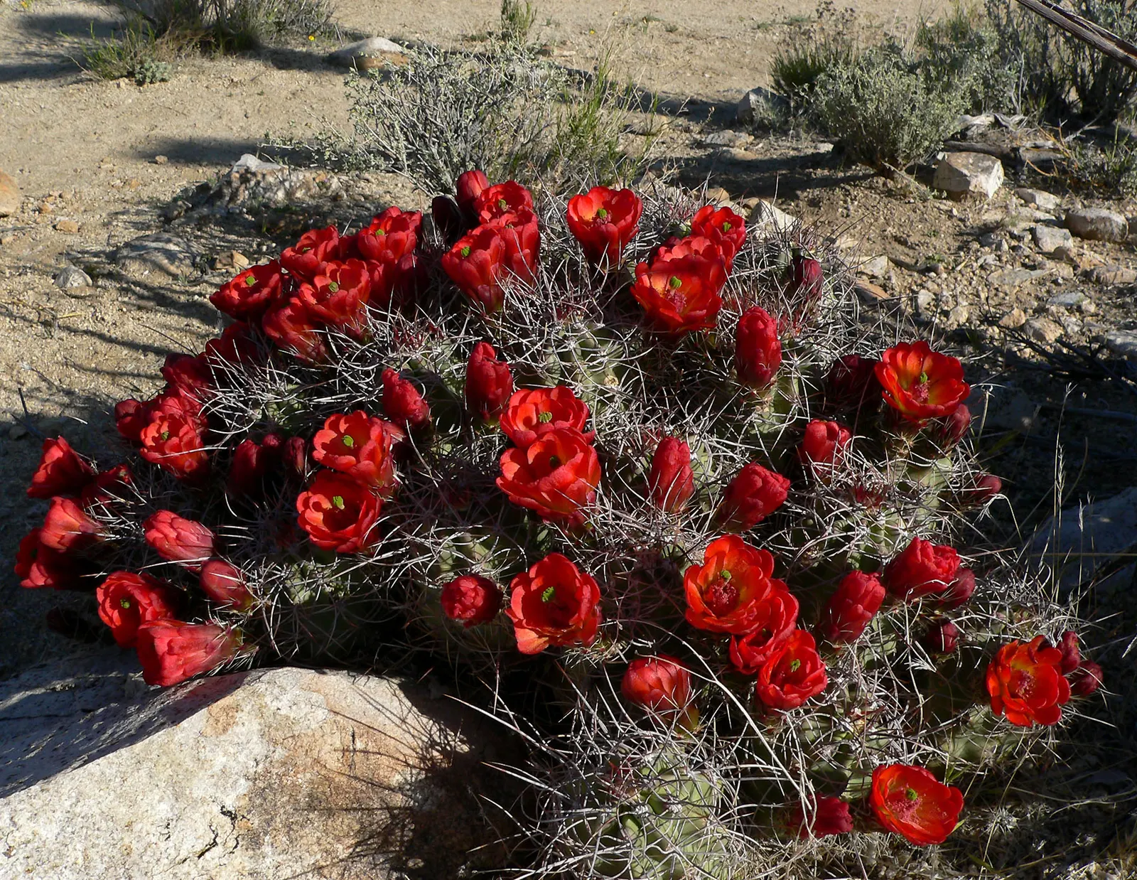 Claret Cup, Strawberry Cactus (Echinocereus Triglochidiatus) — making it perfect for low-maintenance; adds a touch of desert beauty to any, image 53