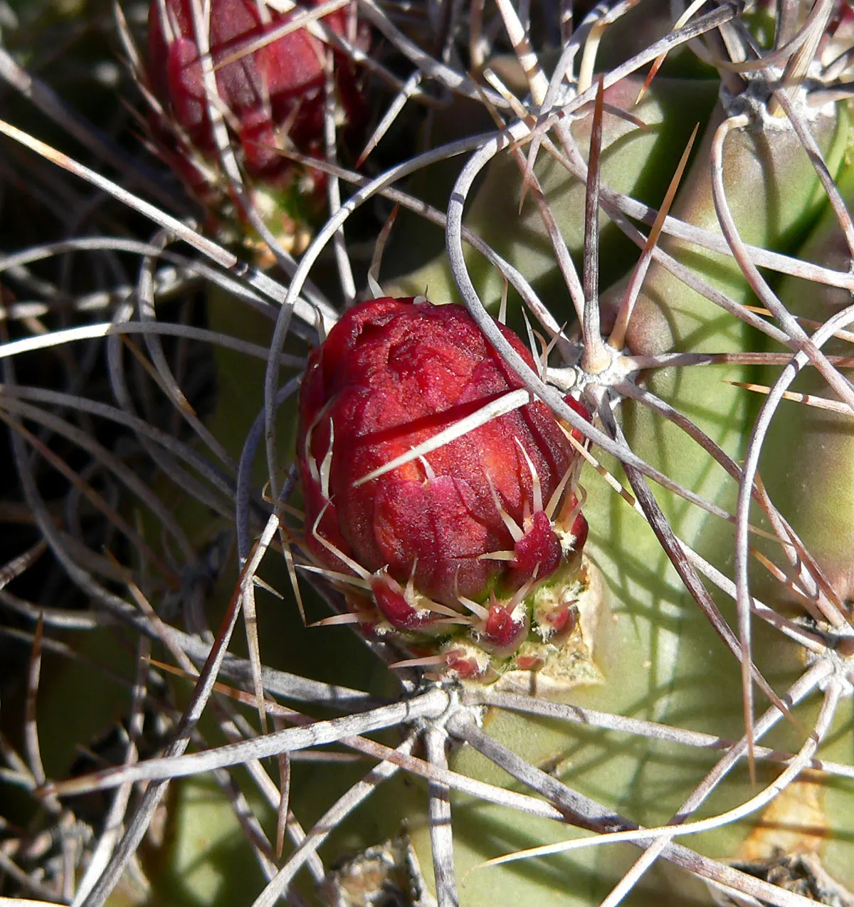 Claret Cup, Strawberry Cactus (Echinocereus Triglochidiatus) — with individual stems that can grow up to 6 inches in diameter and exceed 1 foot in, image 60