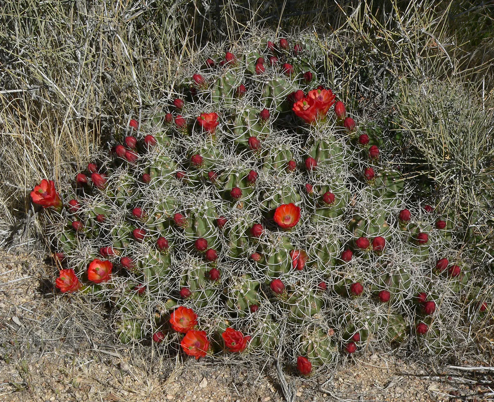 Claret Cup, Strawberry Cactus (Echinocereus Triglochidiatus) — adds a touch of desert beauty to any landscape design