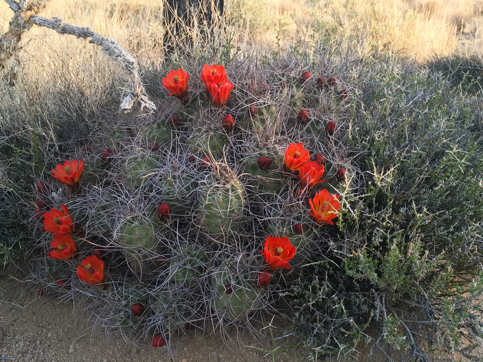 Claret Cup, Strawberry Cactus (Echinocereus Triglochidiatus) — incorporating the Echinocereus triglochidiatus offers a low-maintenance; capable of thriving in