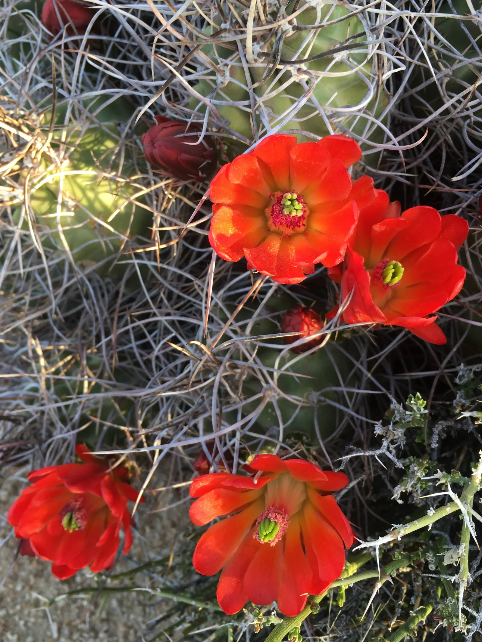 Claret Cup, Strawberry Cactus (Echinocereus Triglochidiatus) — with individual stems that can grow up to 6 inches in diameter and exceed 1 foot in, image 108
