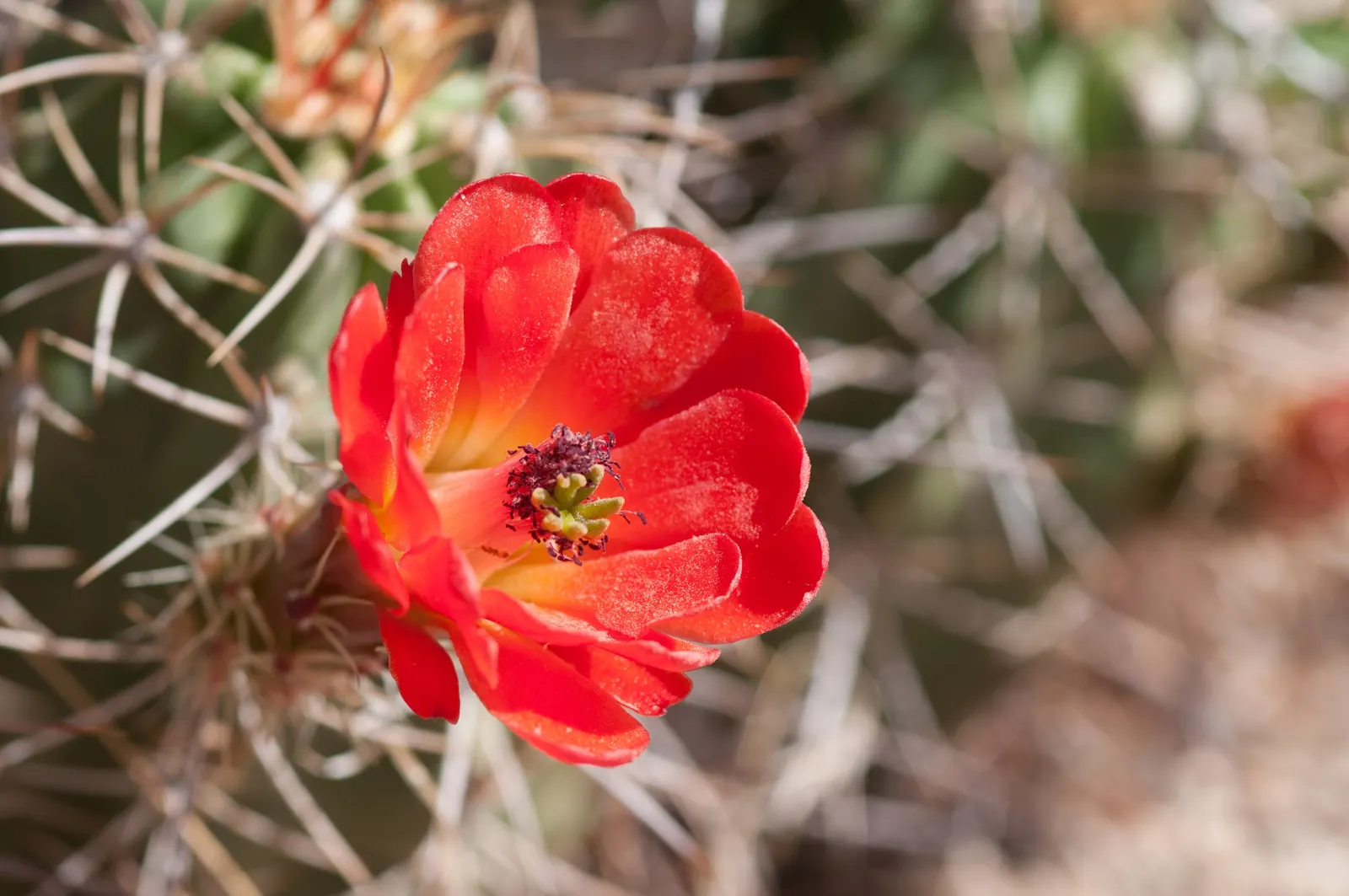 Claret Cup, Strawberry Cactus (Echinocereus Triglochidiatus) — Echinocereus triglochidiatus, commonly known as Claret Cup or Strawberry Cactus, image 97