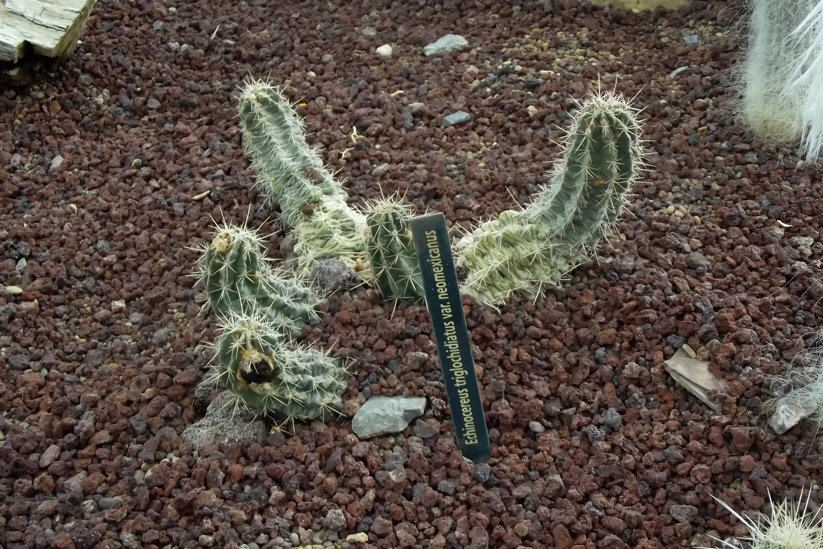 Claret Cup, Strawberry Cactus (Echinocereus Triglochidiatus) — making it perfect for low-maintenance; adds a touch of desert beauty to any, image 77