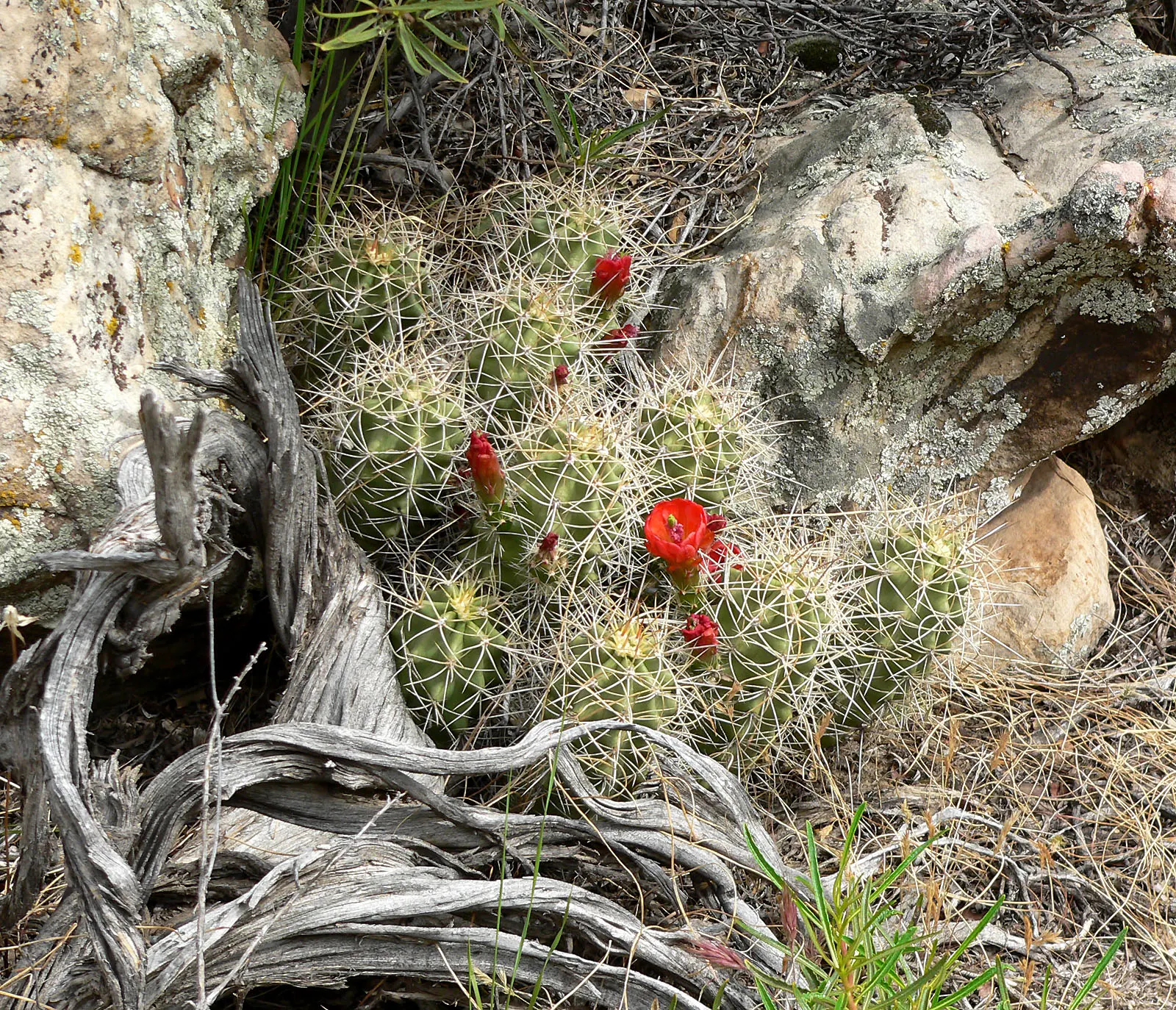 Claret Cup, Strawberry Cactus (Echinocereus Triglochidiatus) — commonly referred to as the Claret Cup or Strawberry Cactus; orange flowers in the, image 55