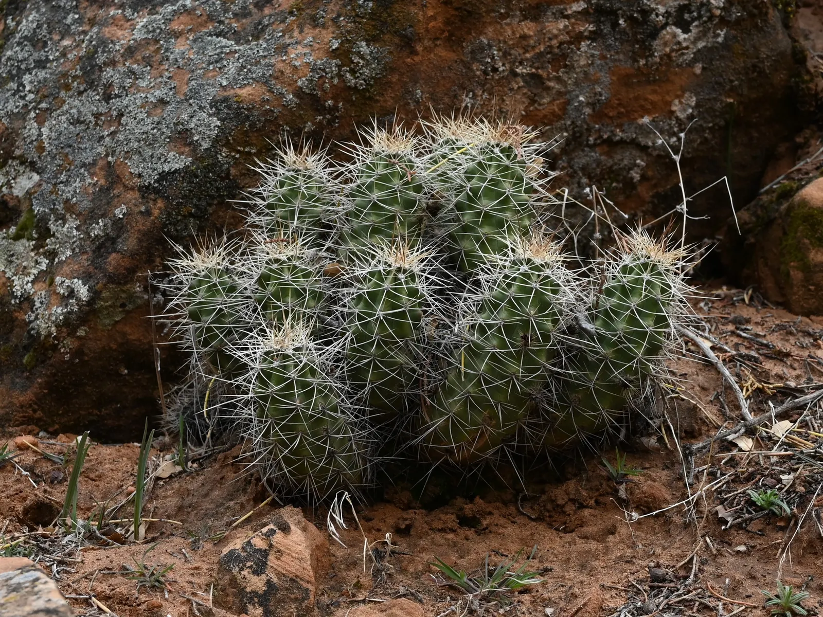 Claret Cup, Strawberry Cactus (Echinocereus Triglochidiatus) — The cactus features a mound-forming habit; this cactus forms clumps reaching 6-18 inches in