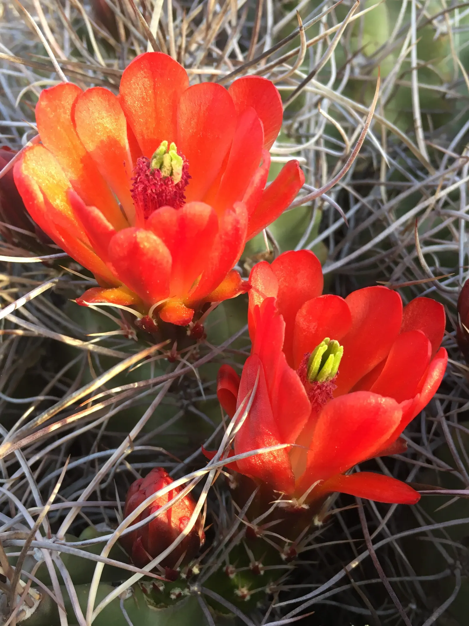 Claret Cup, Strawberry Cactus (Echinocereus Triglochidiatus) — capable of thriving in USDA zones 5 through 11 and can handle temperatures down to, image 106