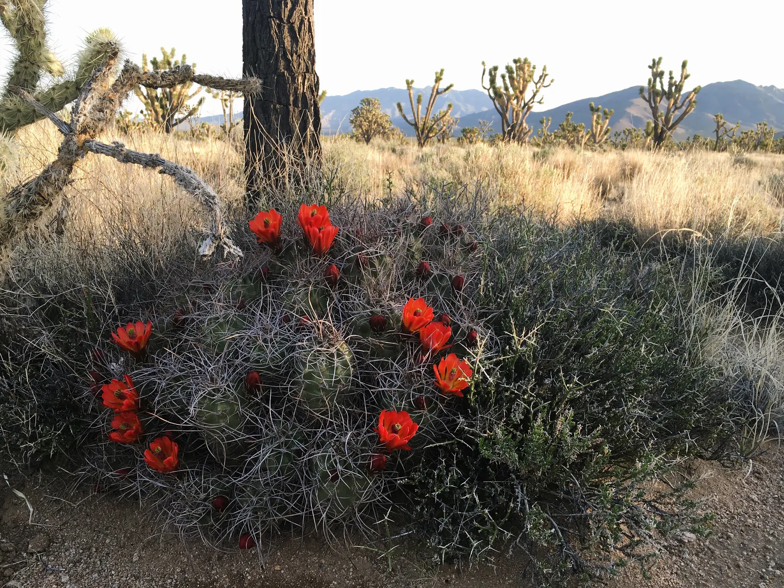 Claret Cup, Strawberry Cactus (Echinocereus Triglochidiatus) — It prefers well-draining soil; cup-shaped flowers bloom in spring