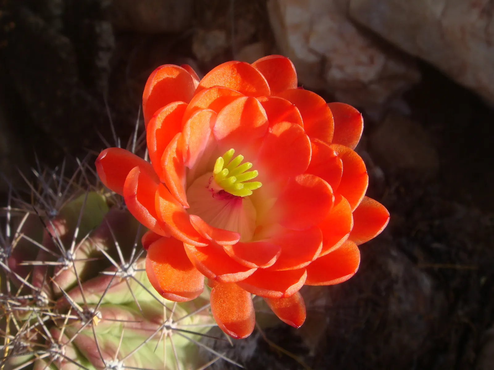 Claret Cup, Strawberry Cactus (Echinocereus Triglochidiatus) — exhibiting striking tubular flowers that range in color from scarlet to orange-red, image 109