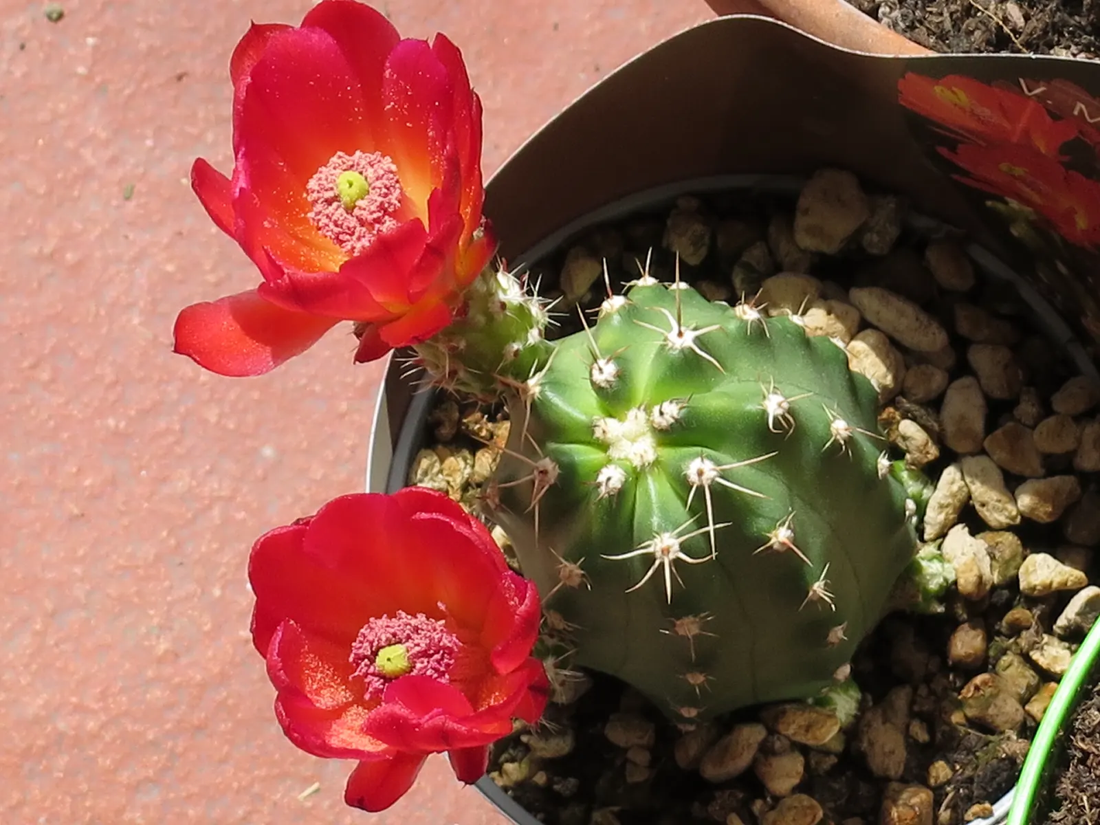 Claret Cup, Strawberry Cactus (Echinocereus Triglochidiatus) — resilient plant selection that provides seasonal color and architectural interest