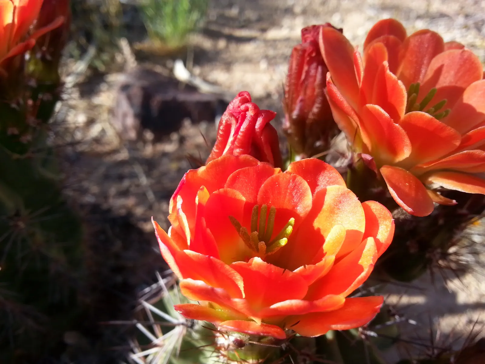 Claret Cup, Strawberry Cactus (Echinocereus Triglochidiatus) — serving both aesthetic and ecological functions; cactus / succulent for full, image 69