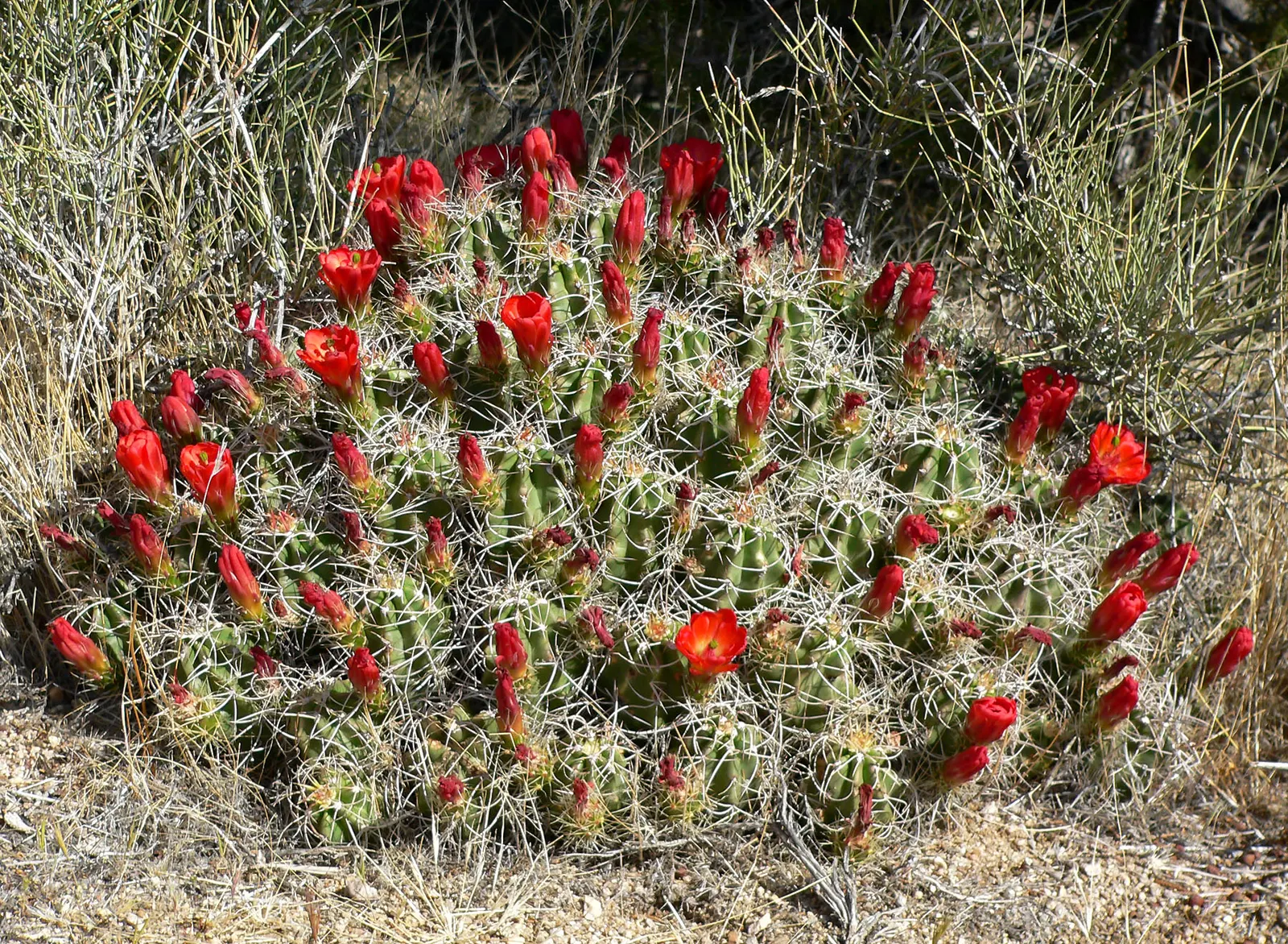 Claret Cup, Strawberry Cactus (Echinocereus Triglochidiatus) — exhibiting striking tubular flowers that range in color from scarlet to orange-red, image 61